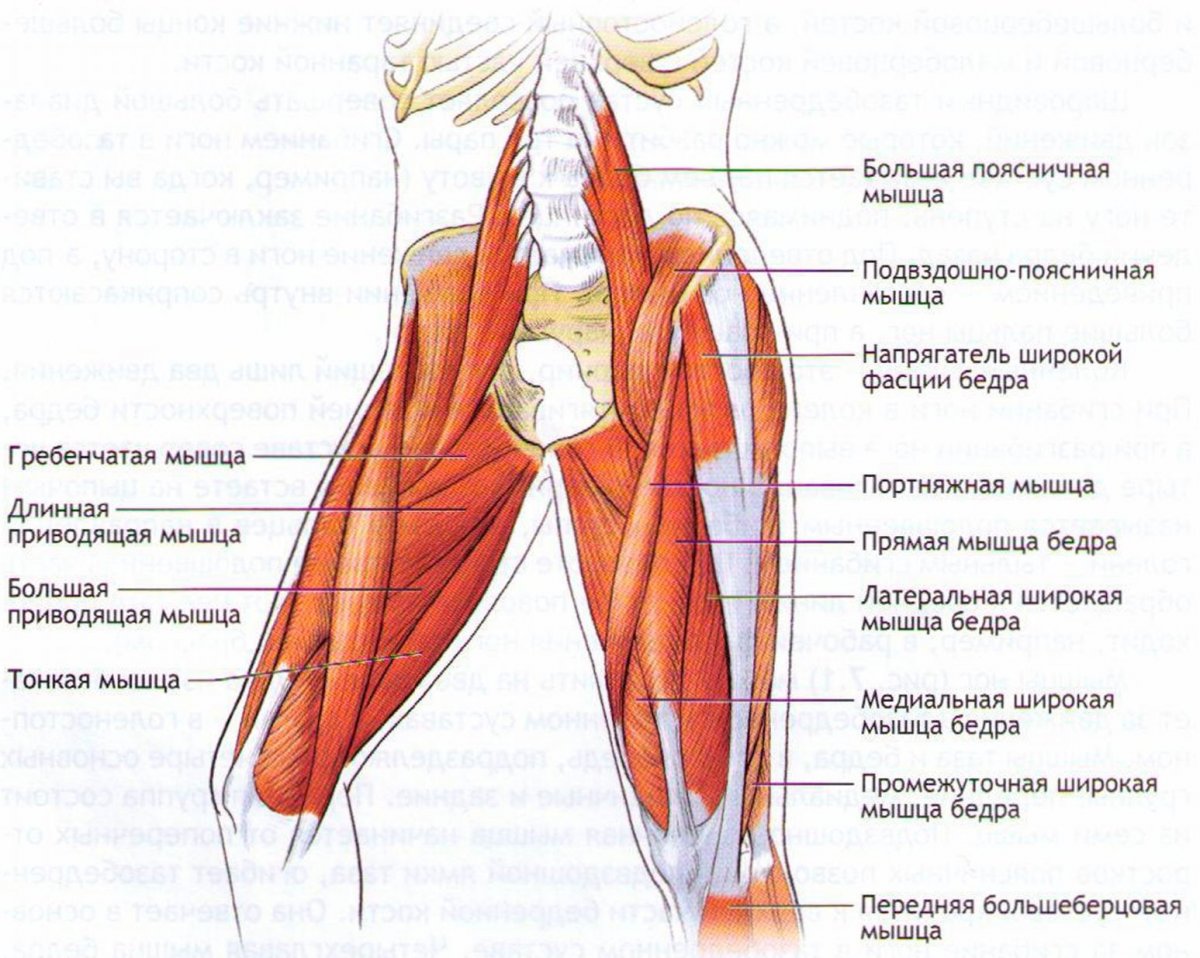 Мышцы сгибатели бедра анатомия