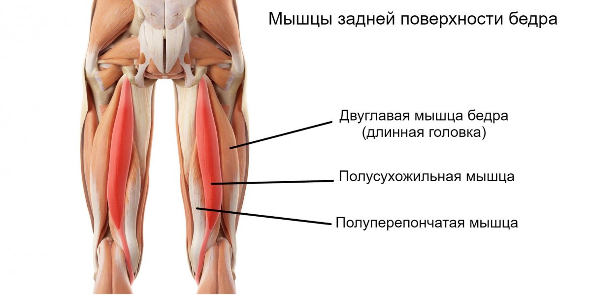 Сухожилия задней поверхности бедра анатомия