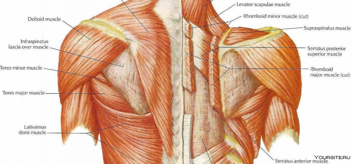 Дельтовидная мышца шеи