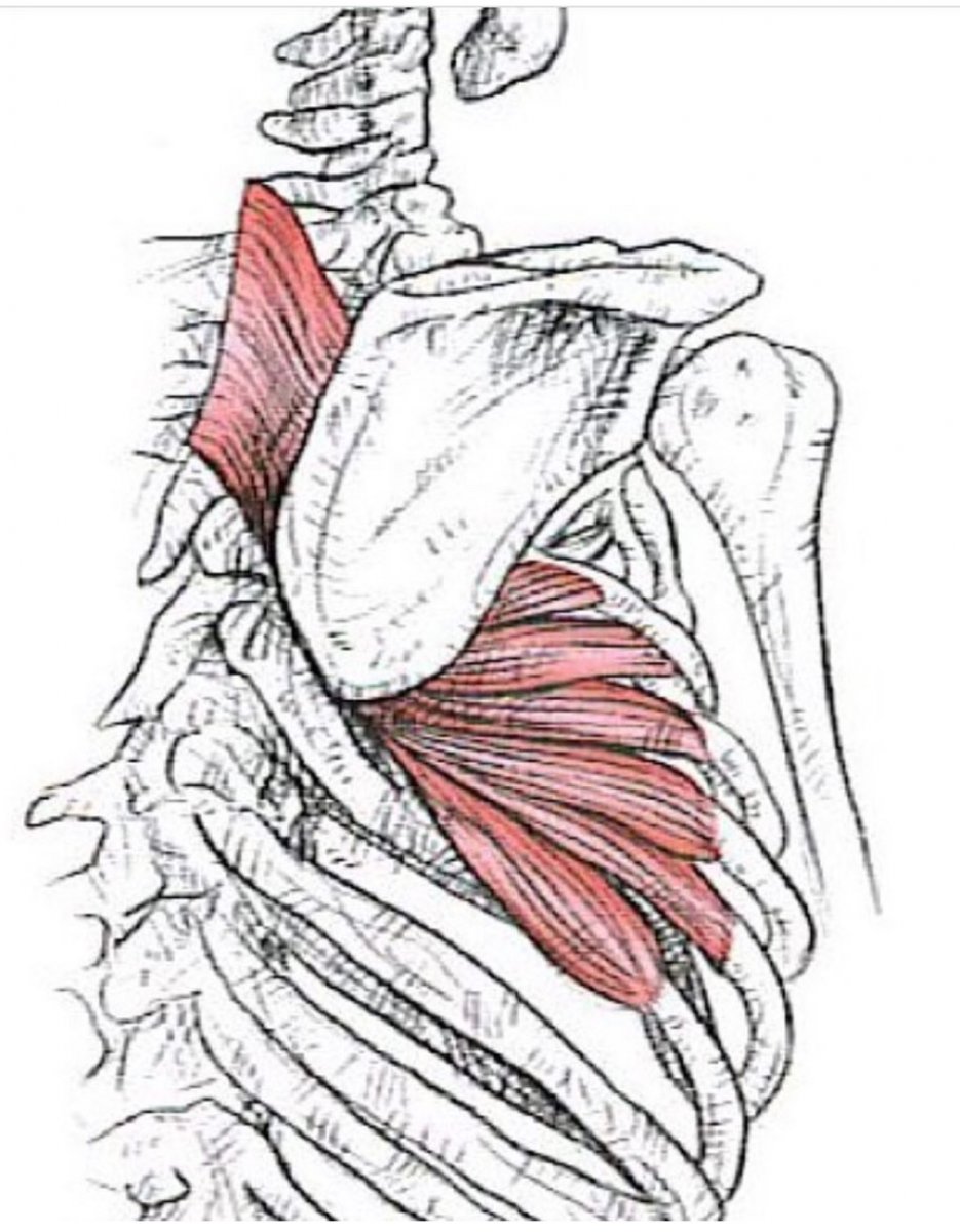 Анатомия спины человека мышцы и связки