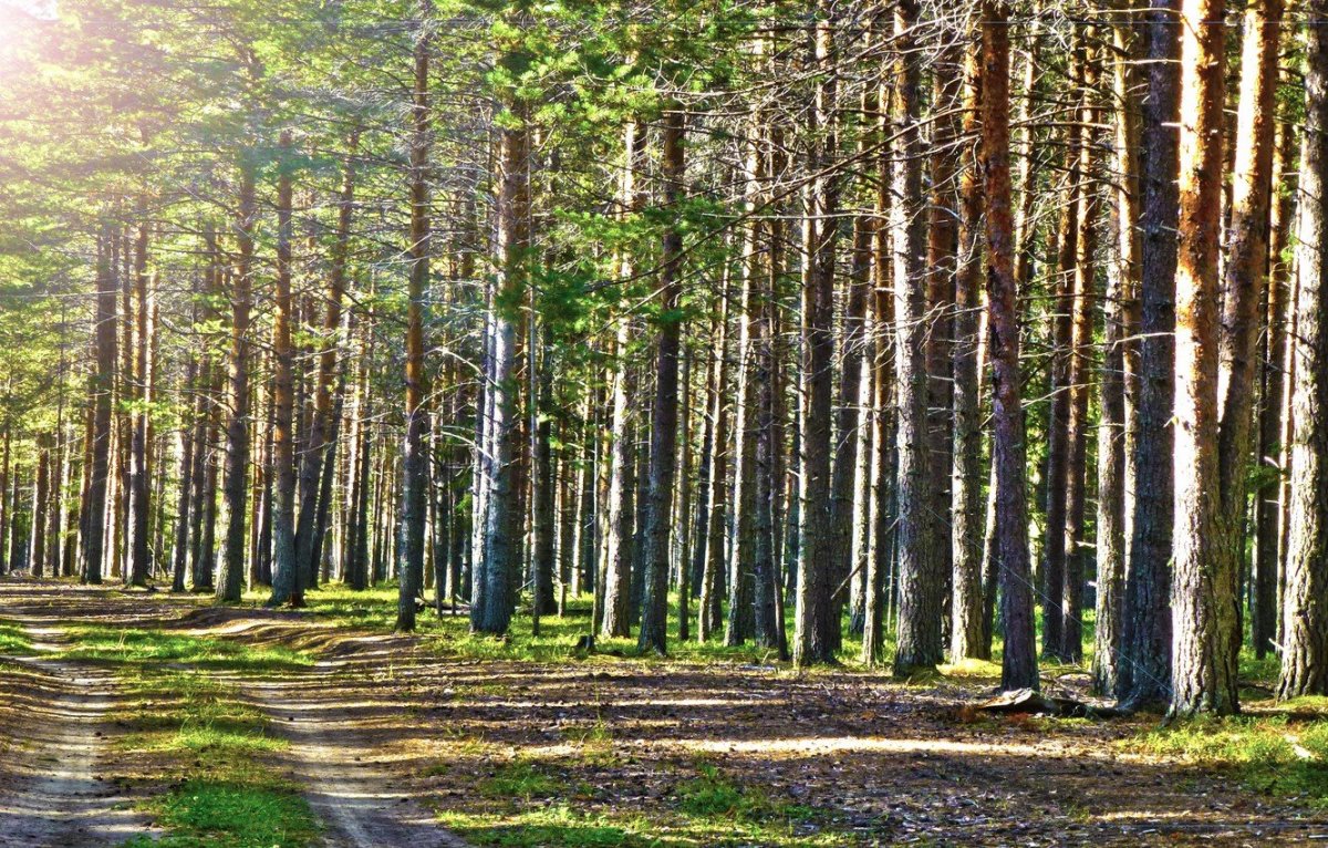 Сосновый лес Архангельская область