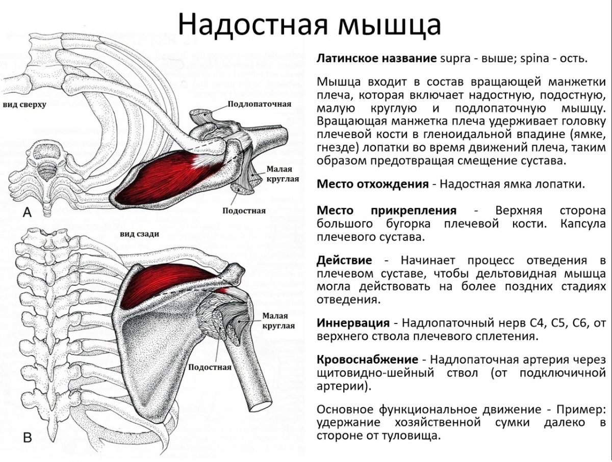 Надостная мышца плеча функции