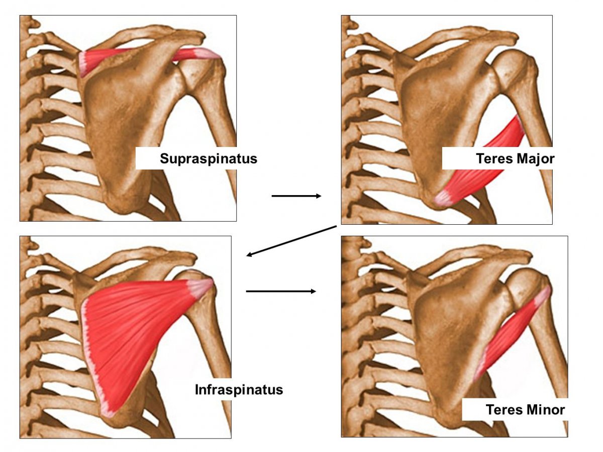 Средняя и нижняя часть трапециевидной мышцы
