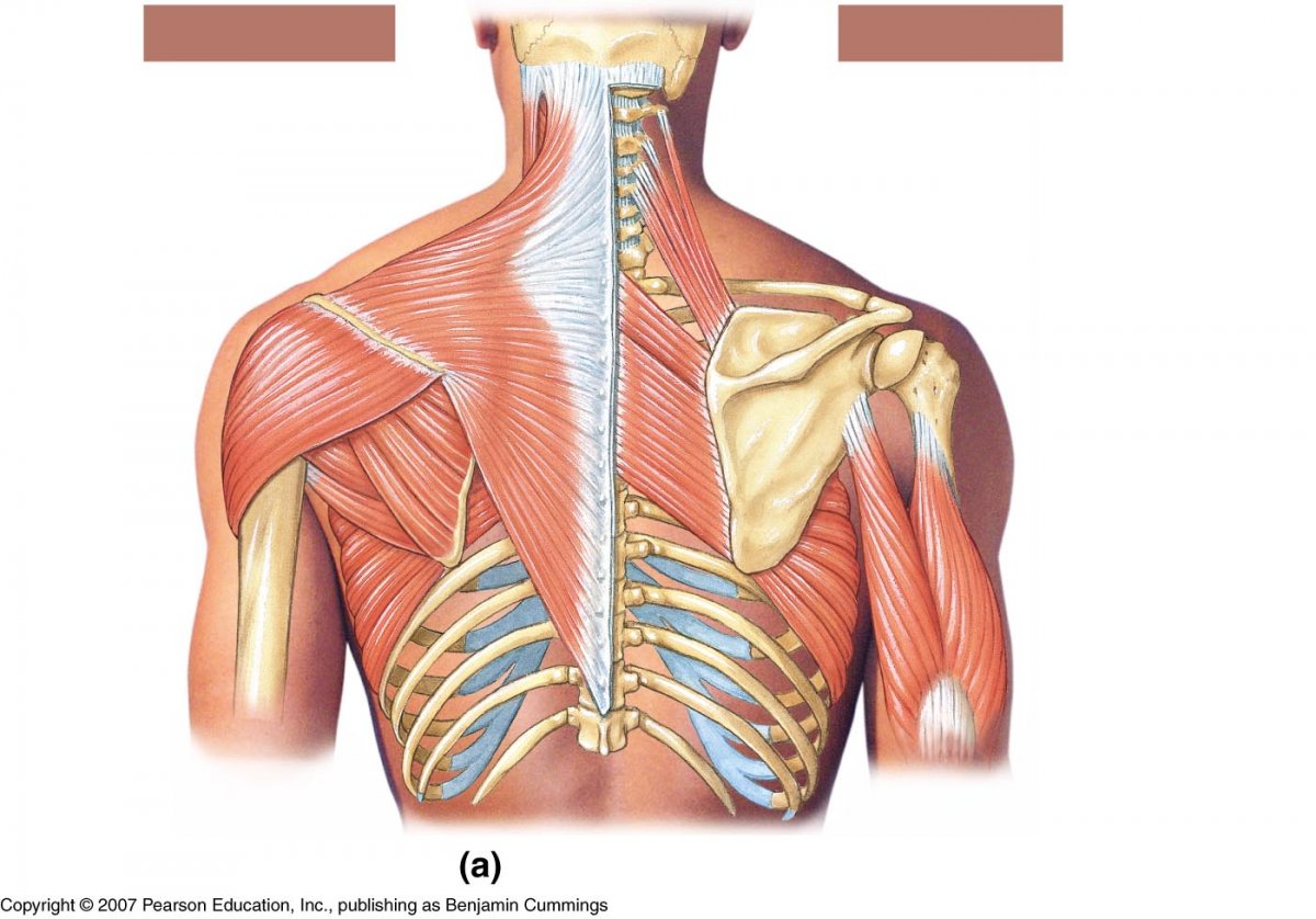 Коллатеральное кровообращение плечевого сустава