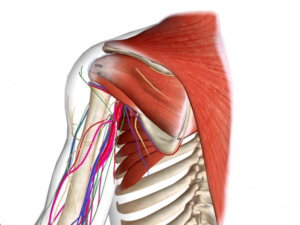 M Supra et infraspinatus