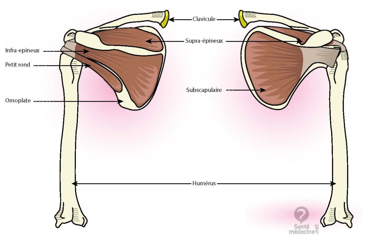 Надостная мышца плечевого сустава