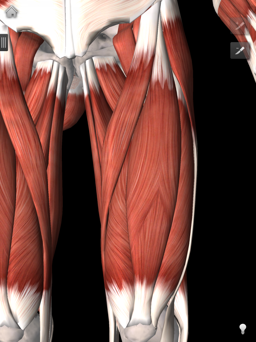 Анатомия движения мышц