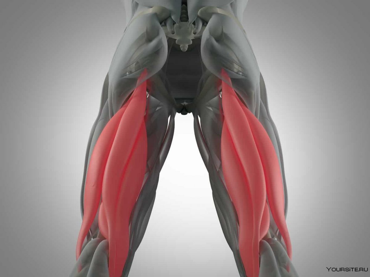 Сухожилия задней поверхности бедра анатомия