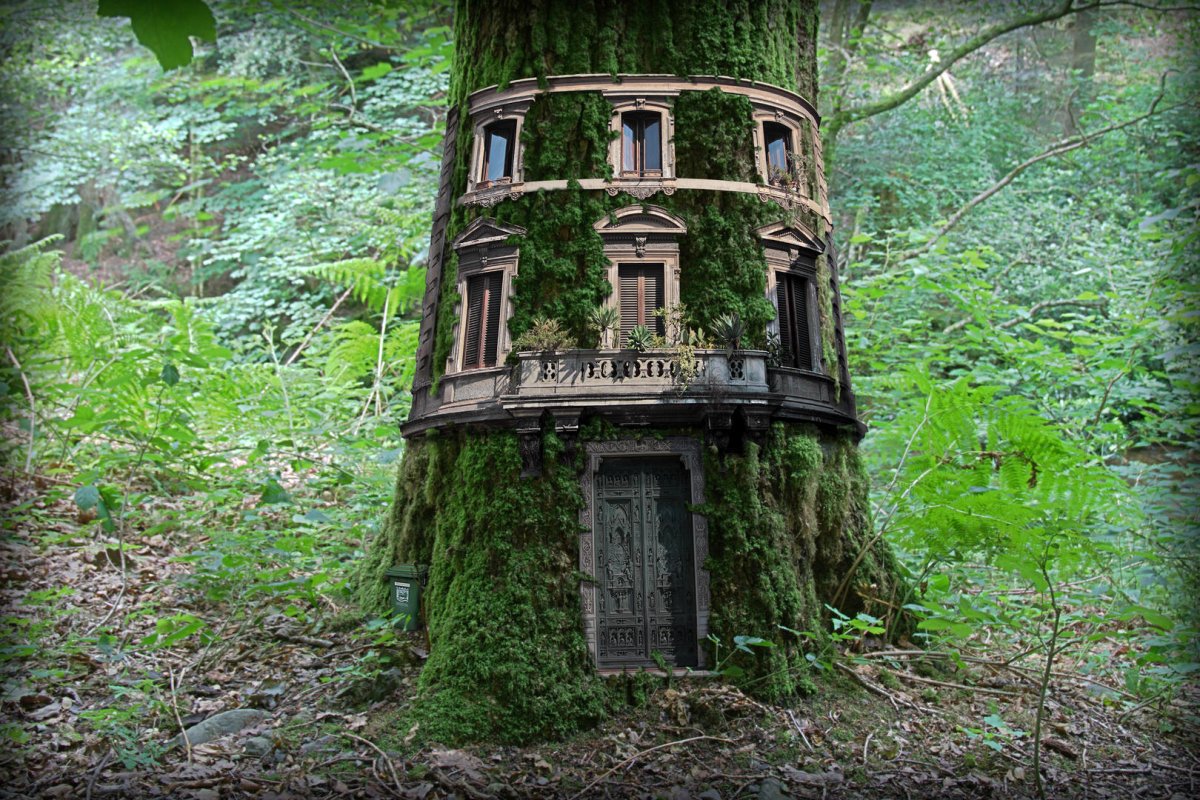 Секвойя дерево дом