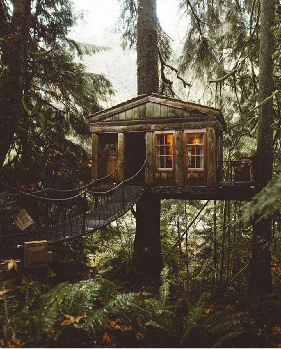 Дом на дереве в лесу