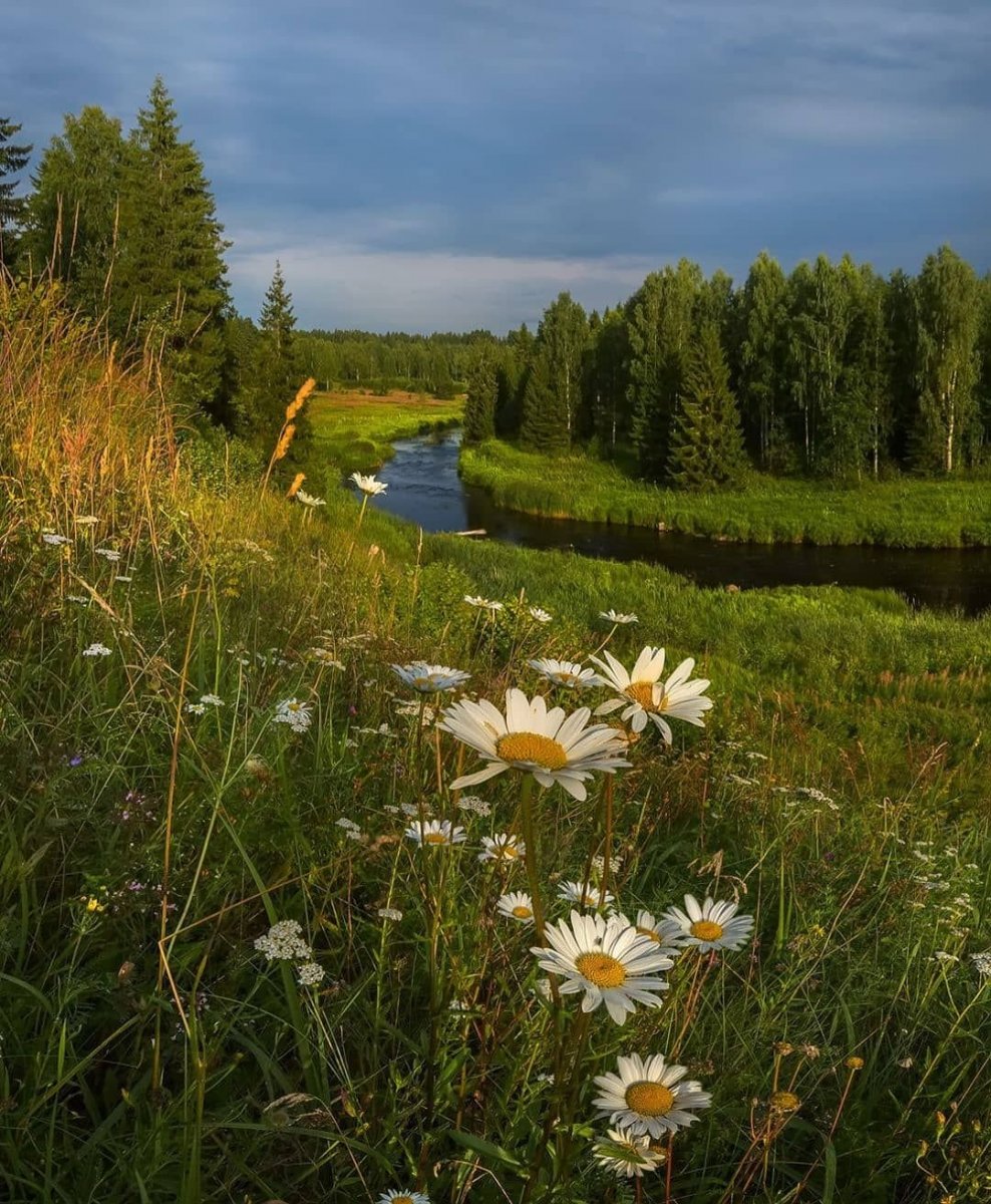 Реки Луга леса Эстонии