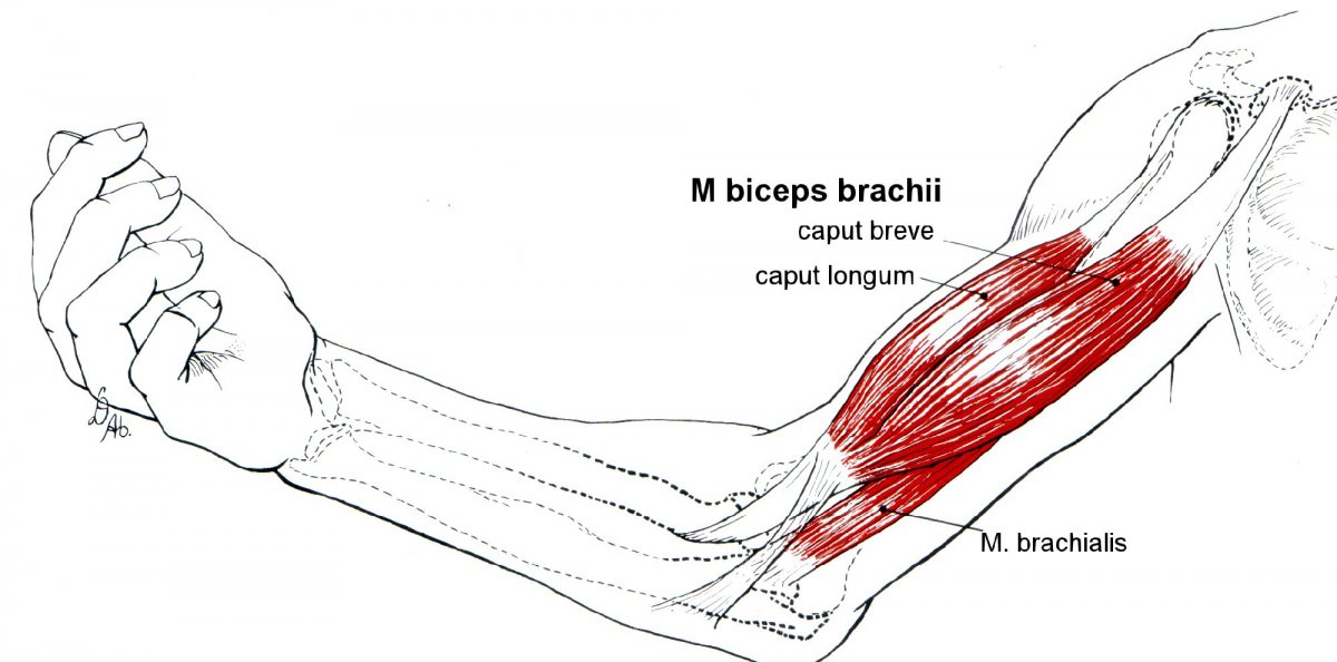 Короткая головка m. biceps brachii