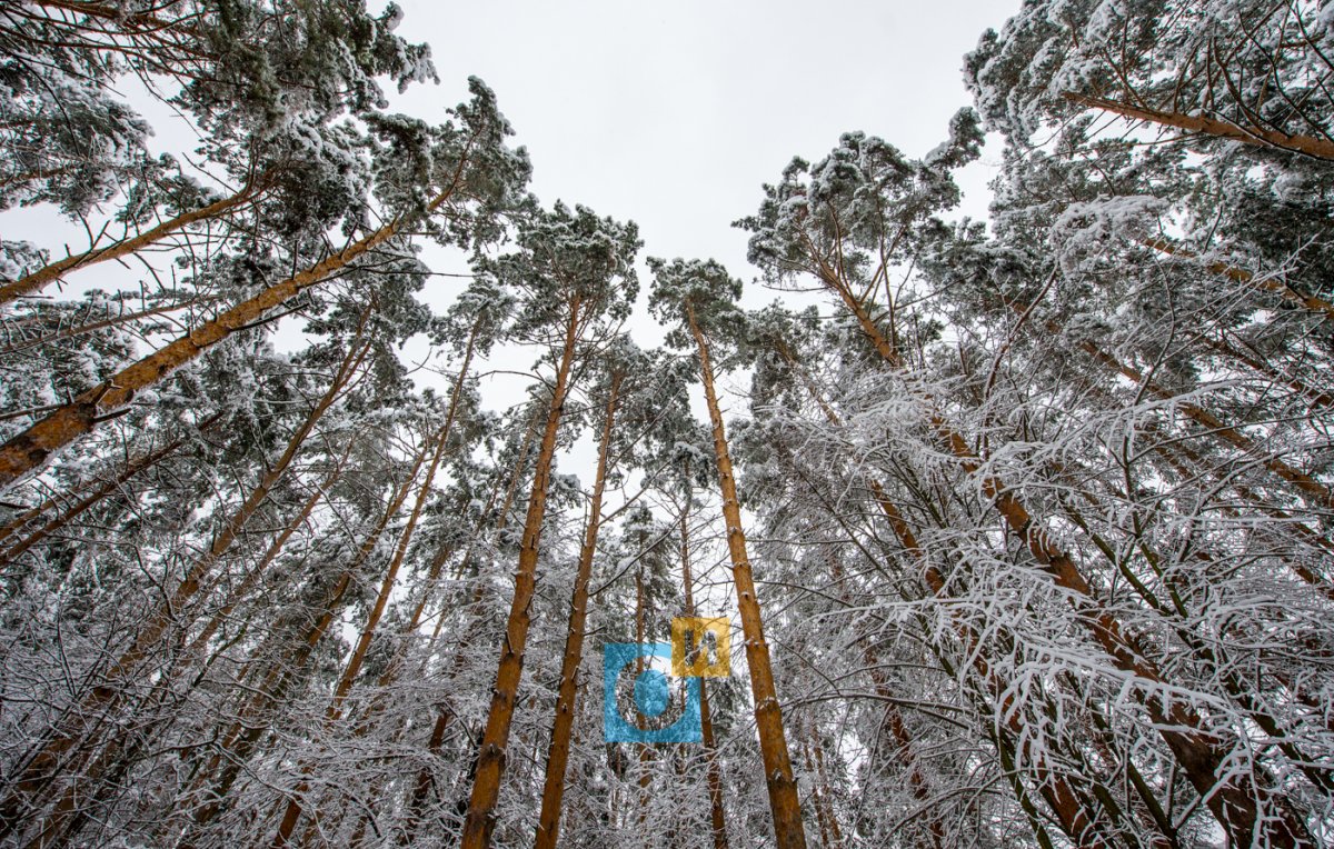Подушкинский лесопарк в Одинцово