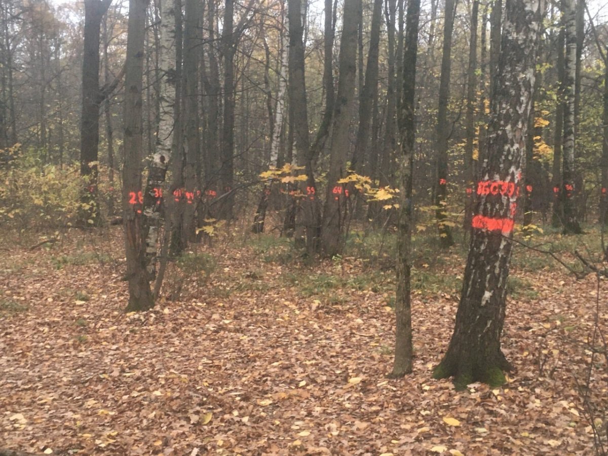 Подушкинский лес парк имени Лазутина