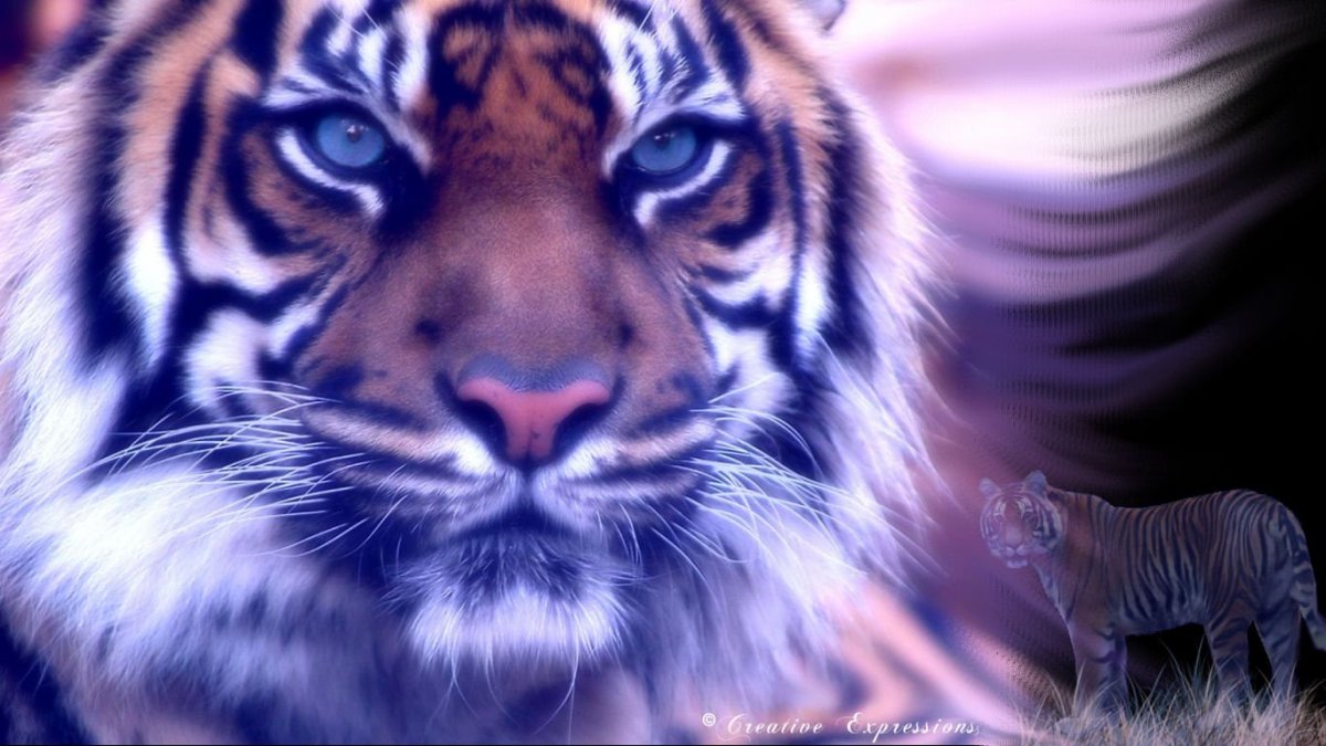 Тигр на сером фоне