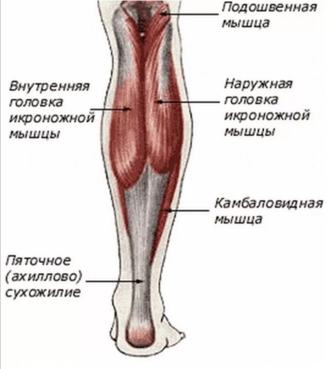 Мышцы задней поверхности голени анатомия