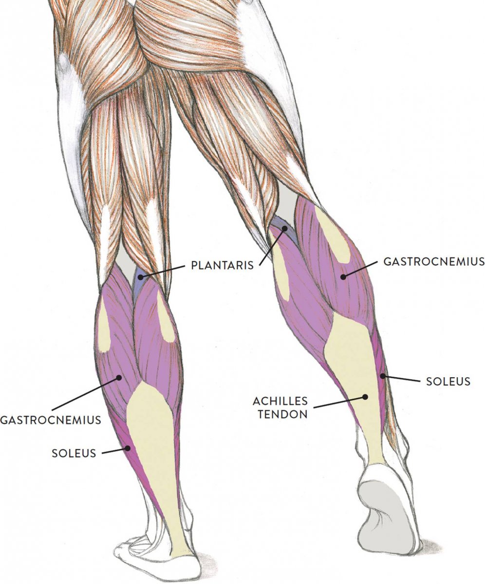 Мышцы ноги в разрезе