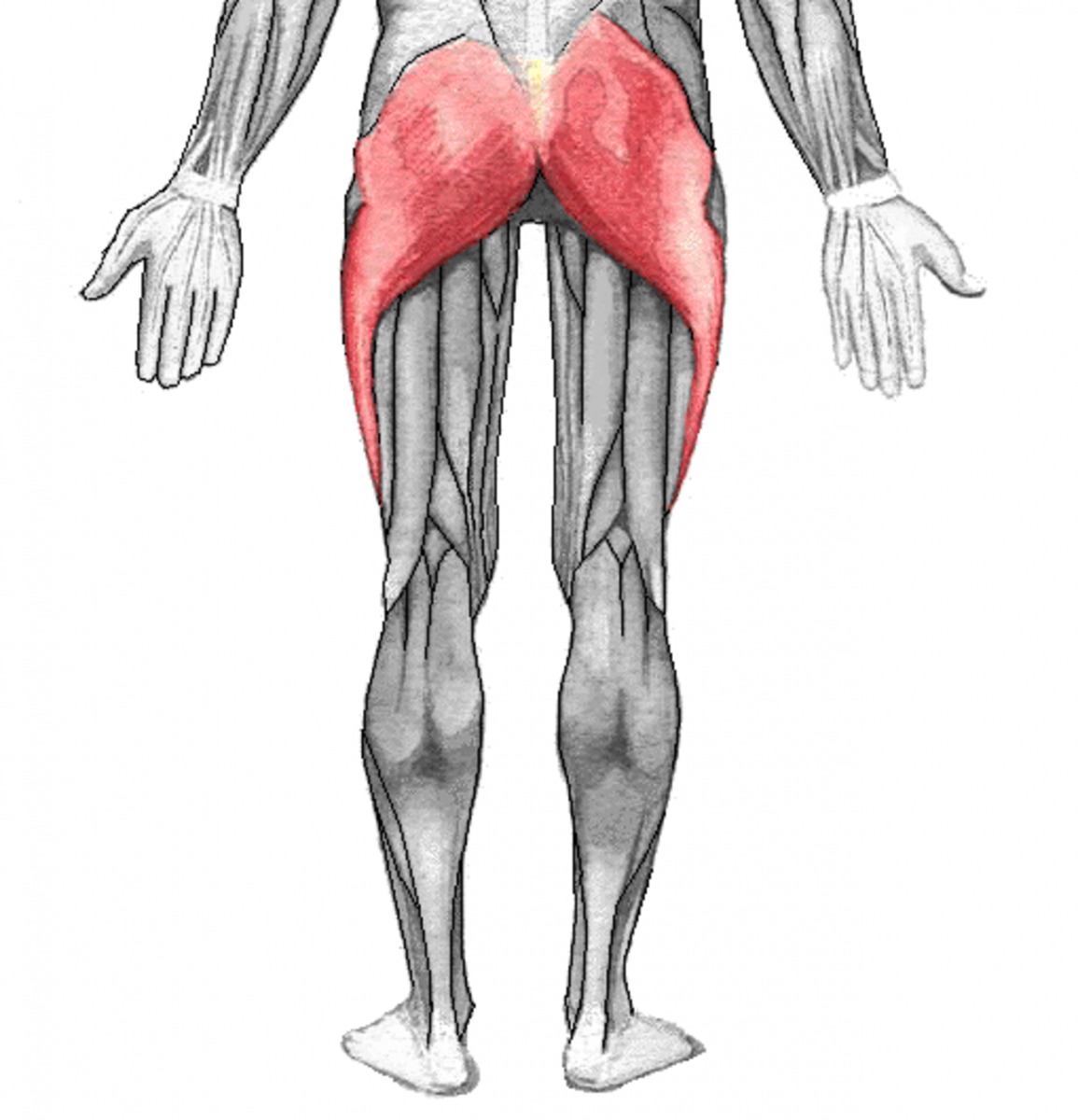Хамстринг мышцы анатомия