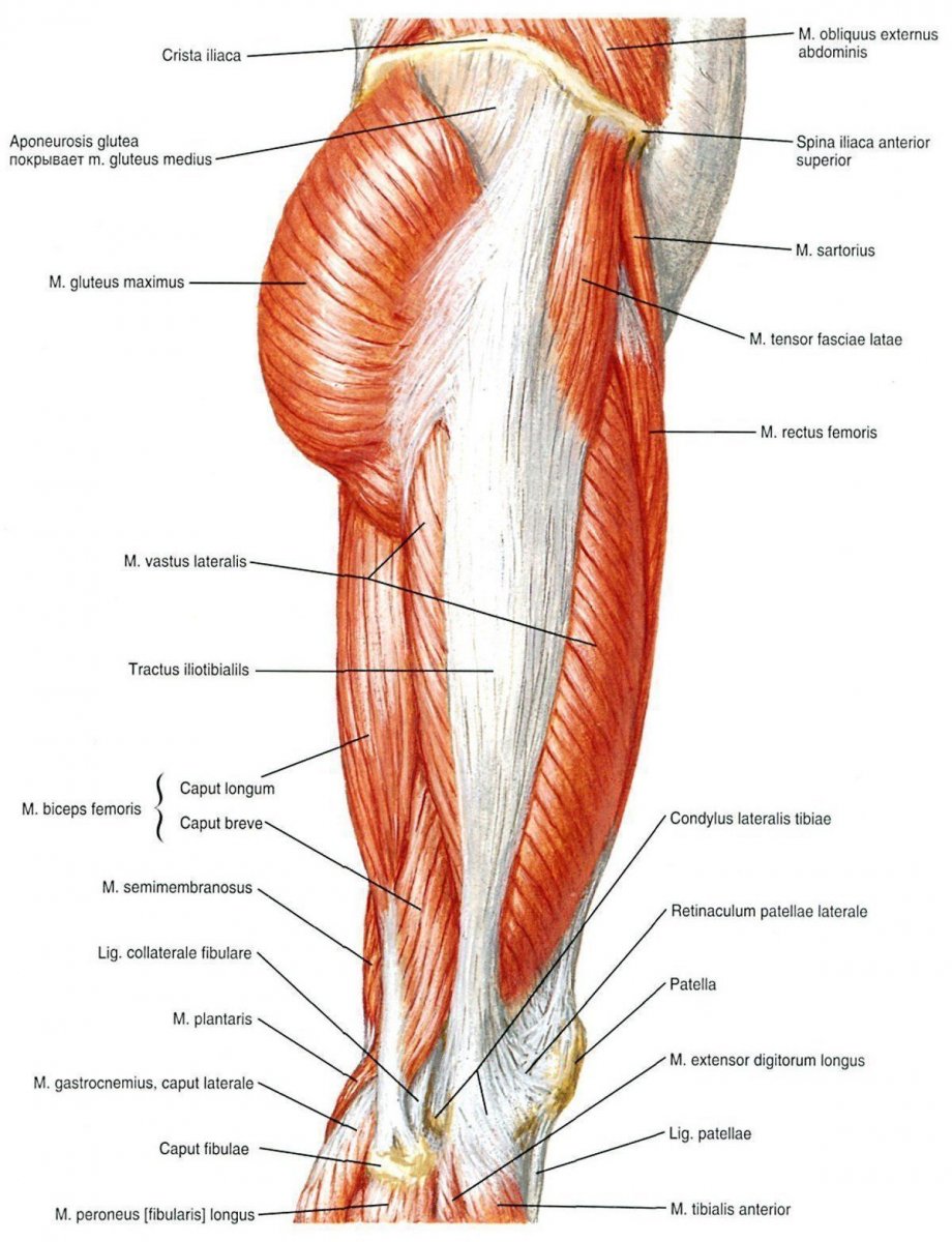 Квадрицепс мышцы анатомия
