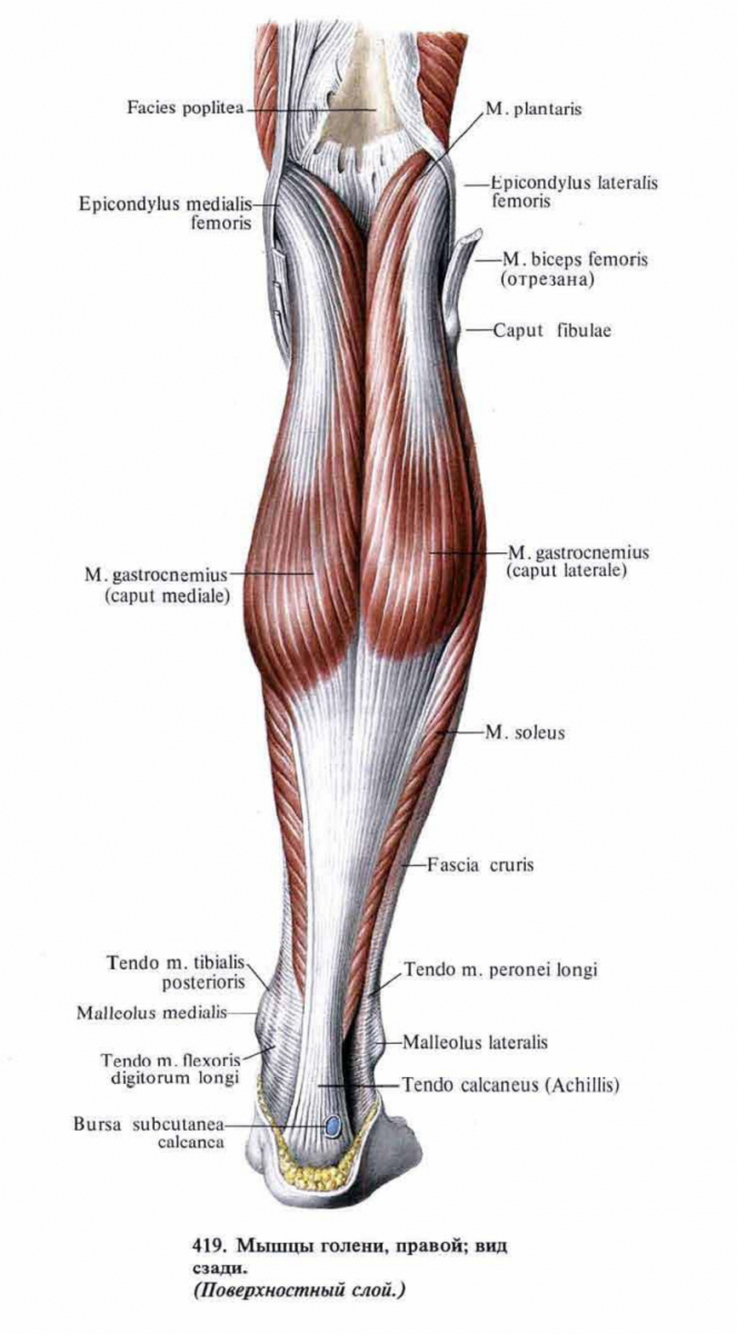 Мышцы нижней конечности анатомия на латыни