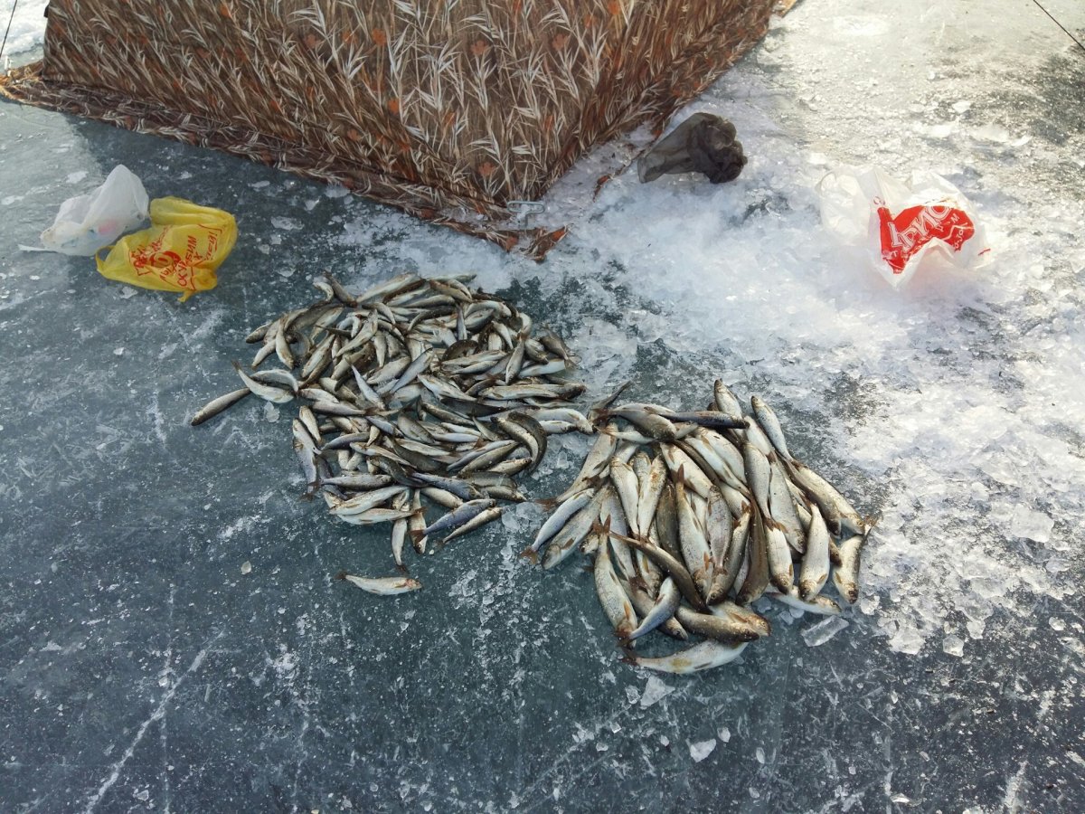 Сахалин зимняя рыбалка на корюшку