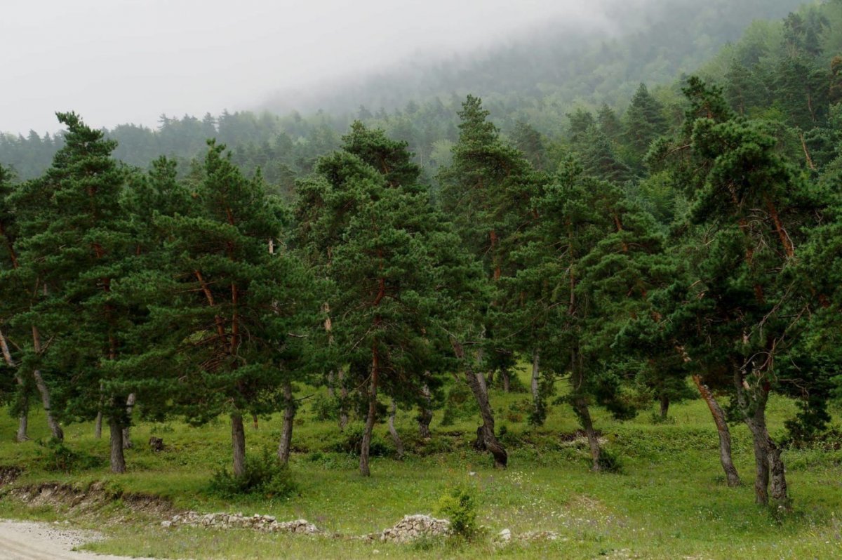 Хрюгский лес фото