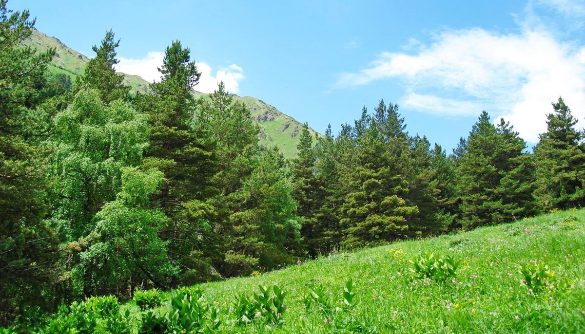 Ашильтинский лес Дагестан