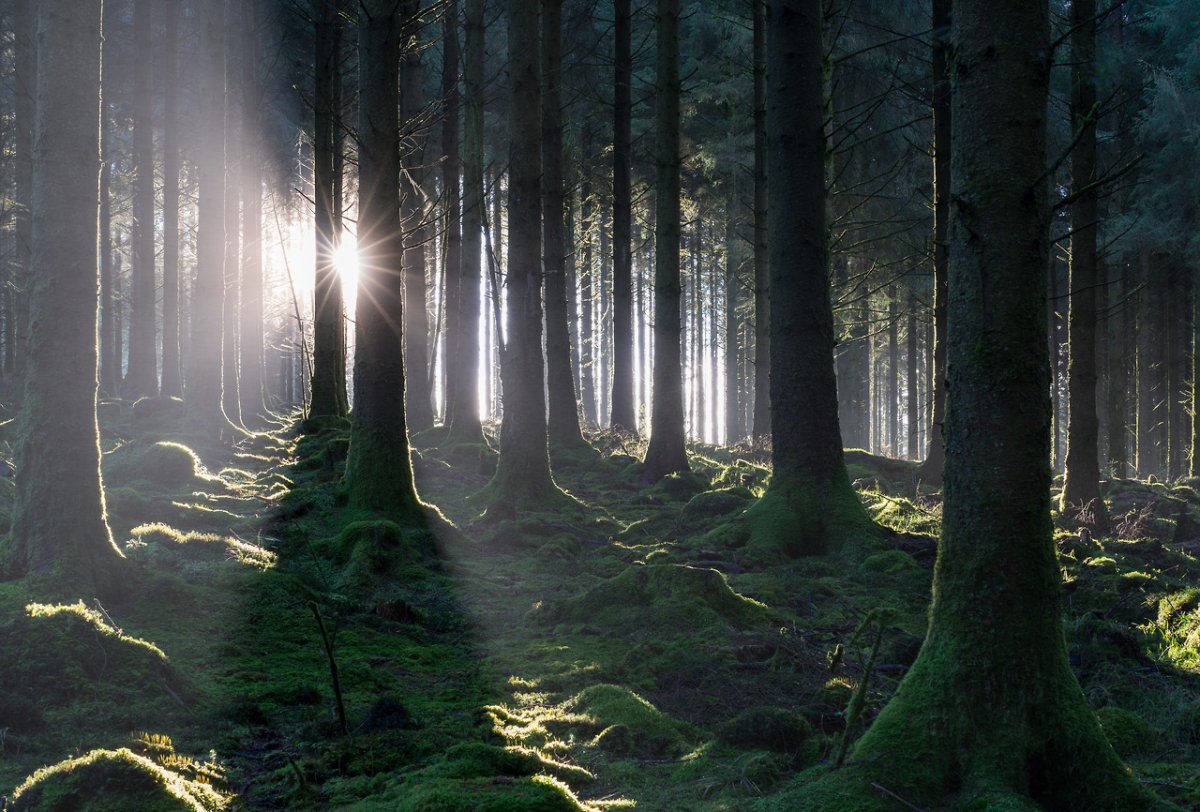 Ахтынский лес