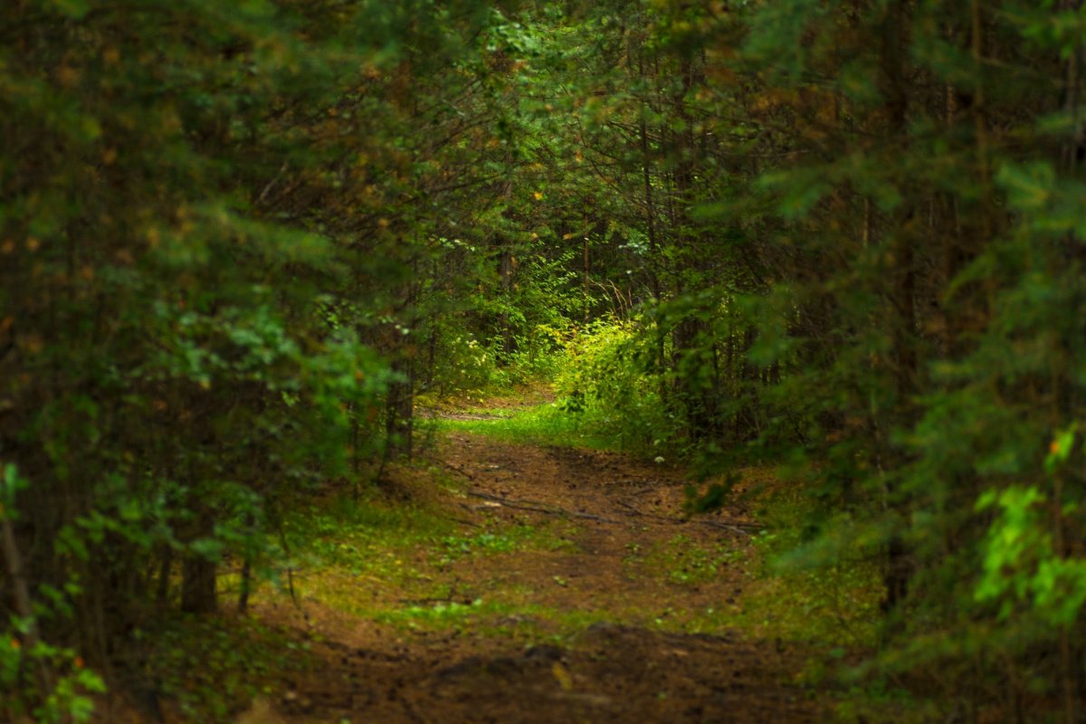 Снимок леса Черноземья на айфон 11
