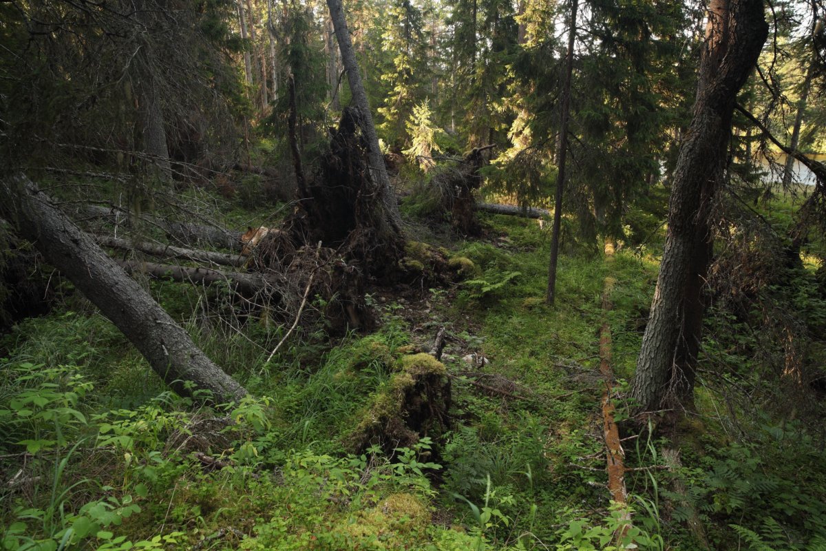 Темный лес Уральский