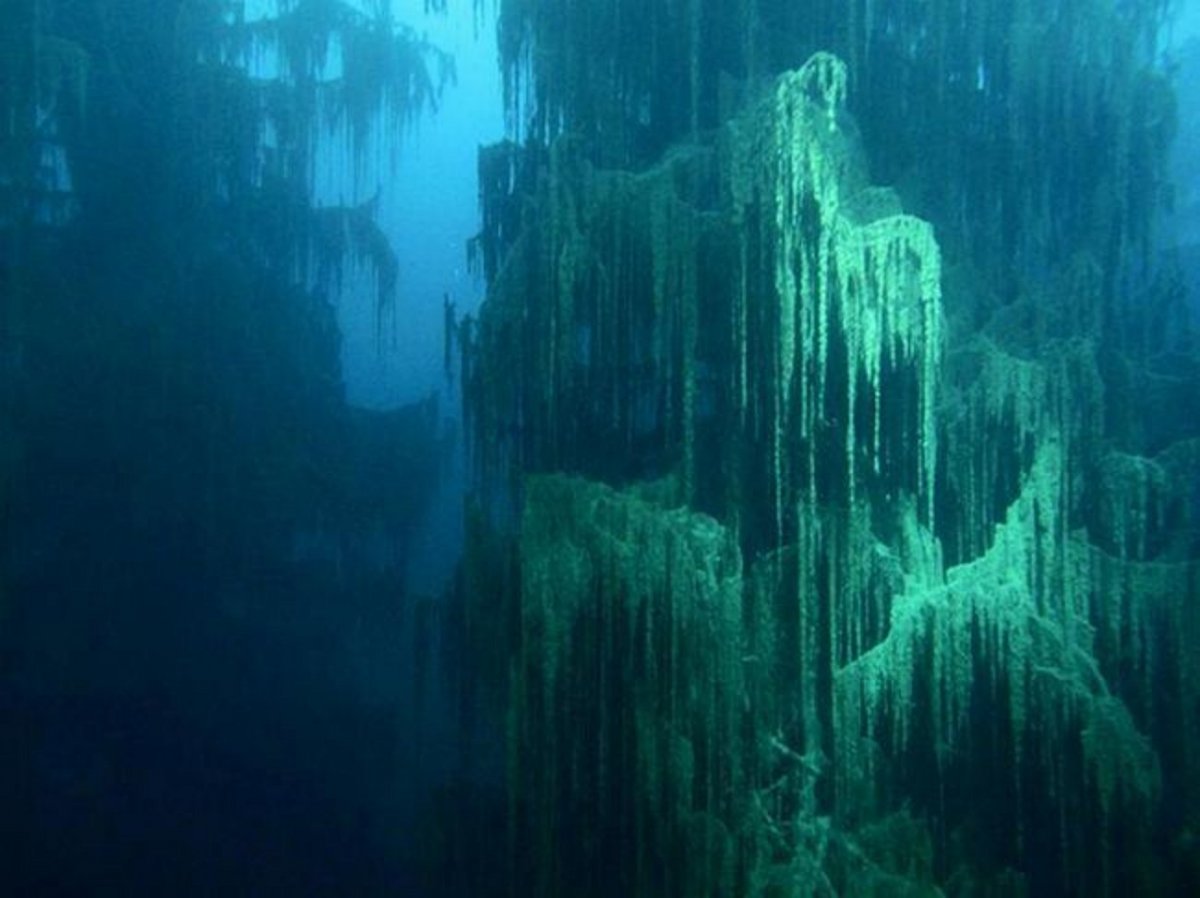Затонувший лес под водой
