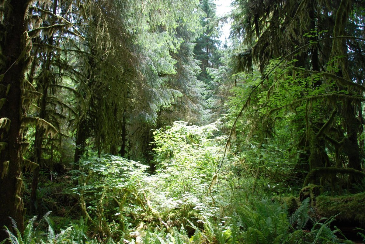 Пруд Лесной дикий