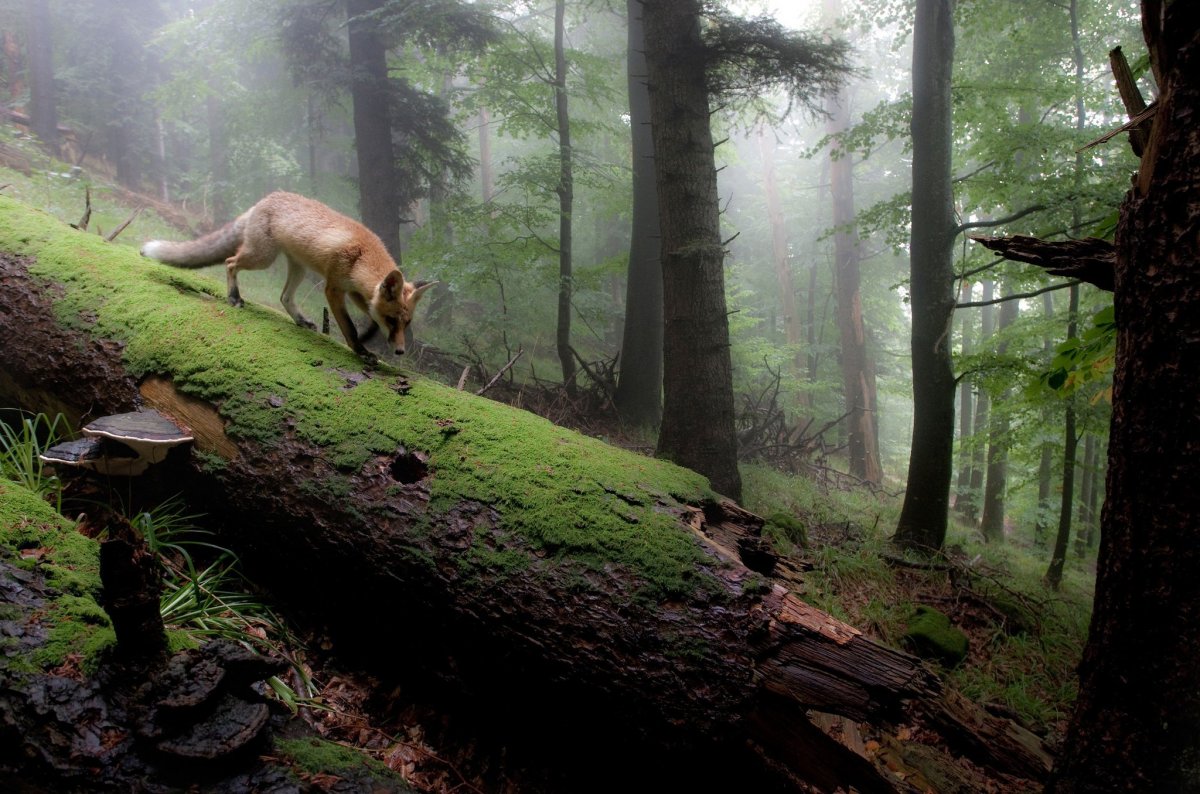 Болотистый лес Румыния