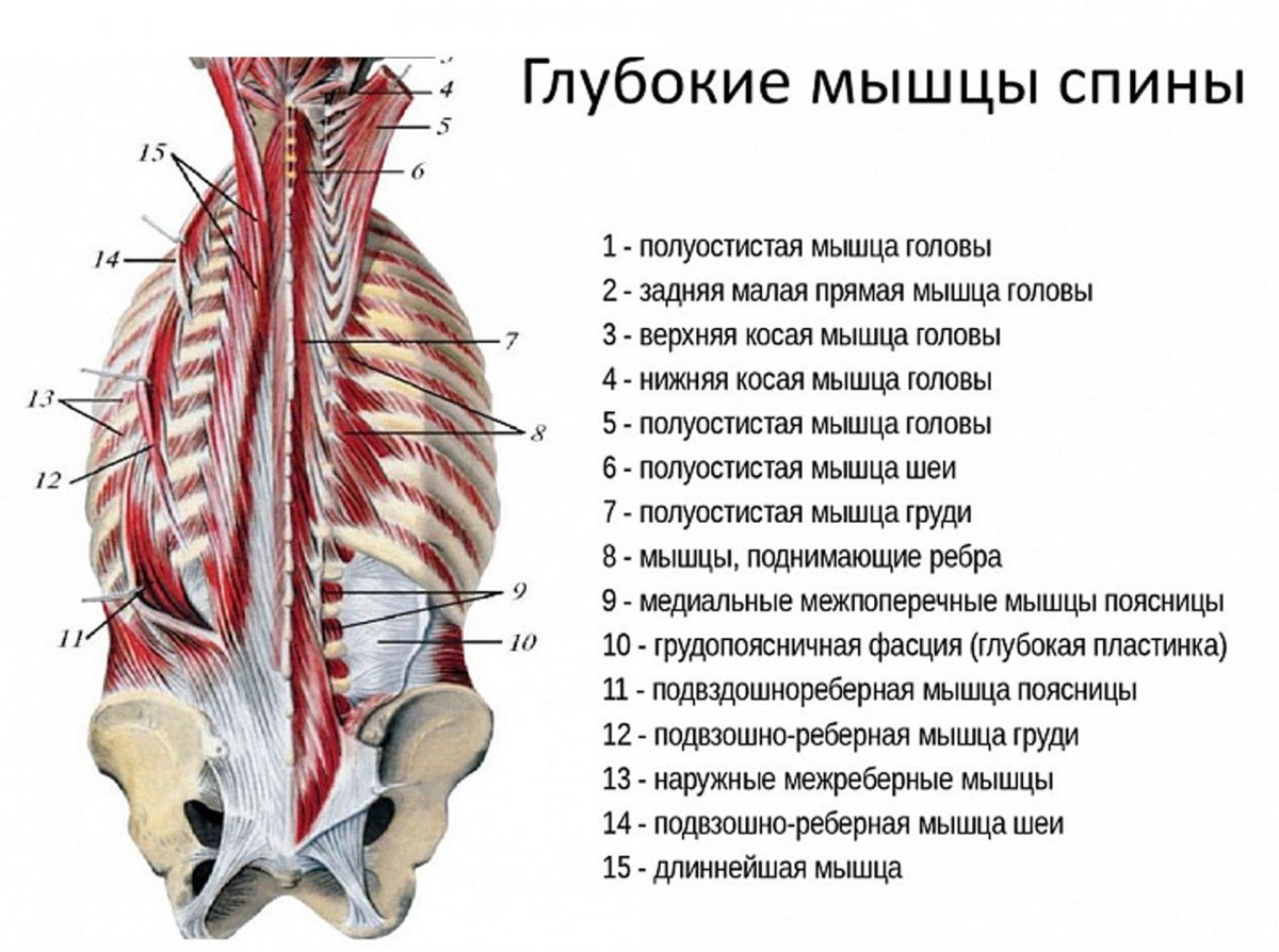 Межпоперечные мышцы поясницы анатомия