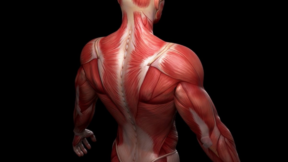 Мышечный каркас спины