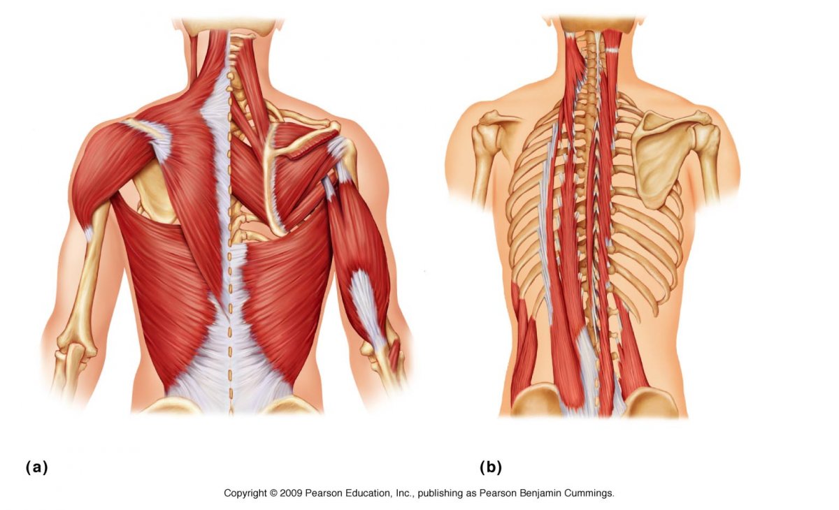 Трапециевидная мышца вид спереди
