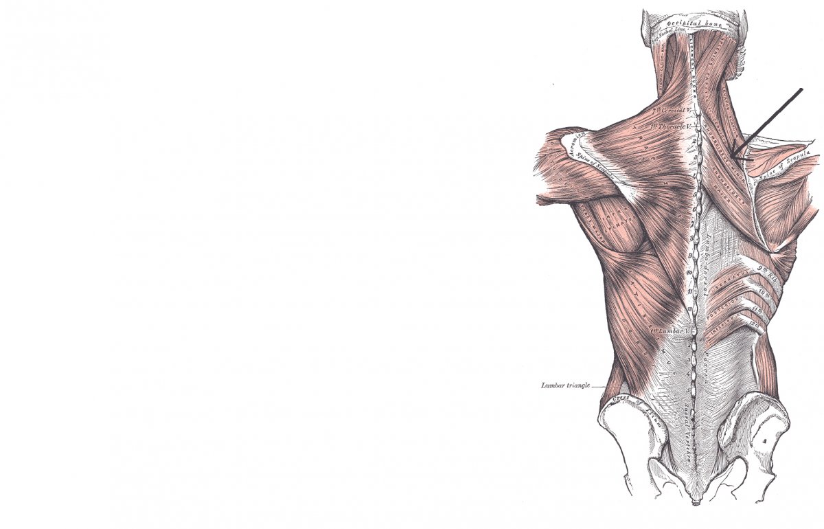 Поверхностные мышцы спины анатомия