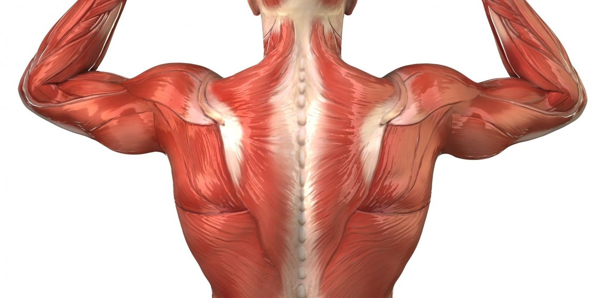Глубокие мышцы поясницы анатомия