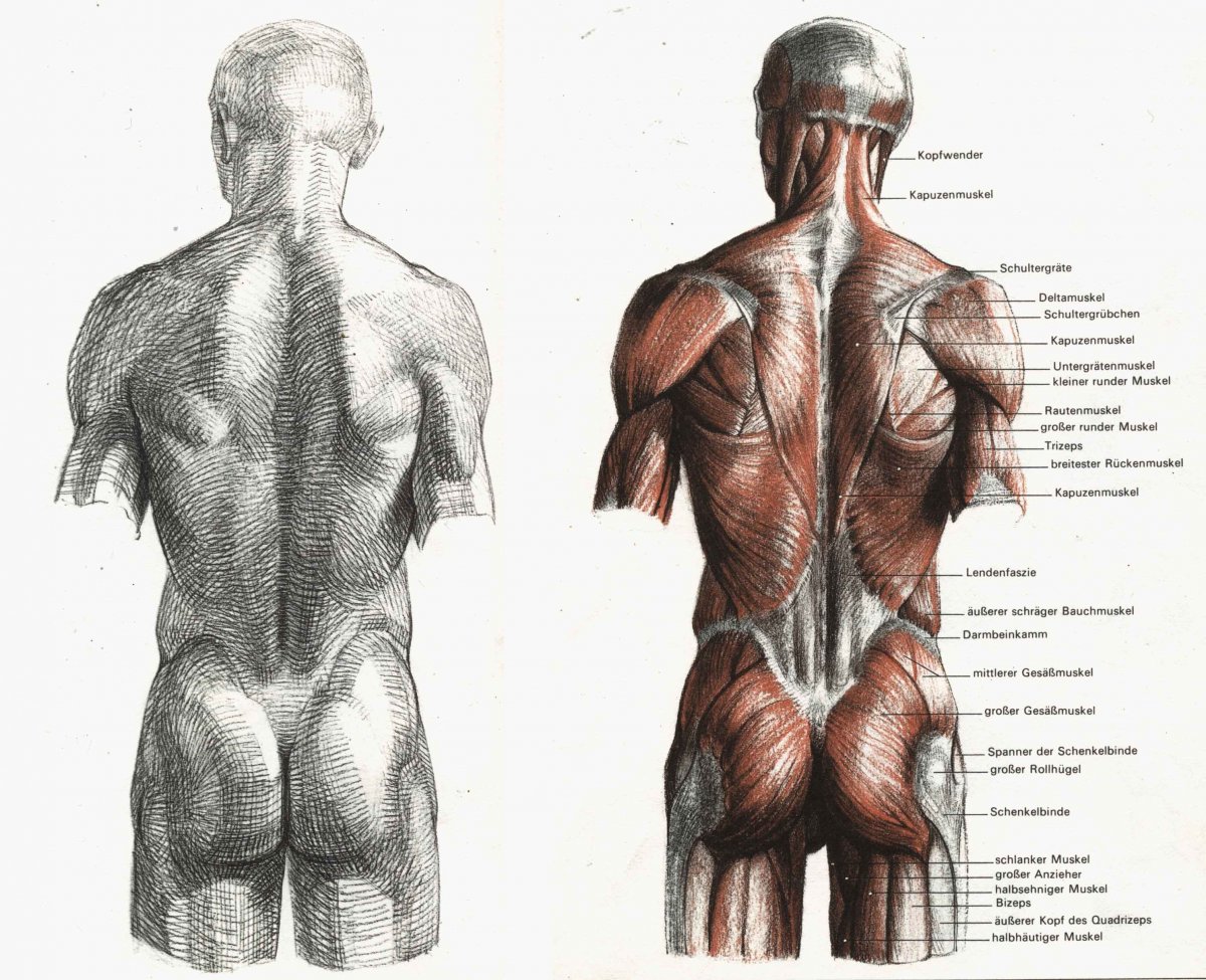 Мышцы спины схема