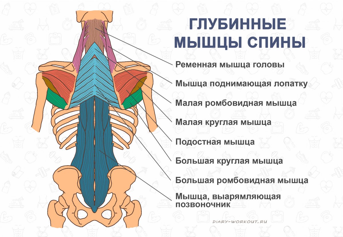 Поверхностные мышцы спины 1 слой