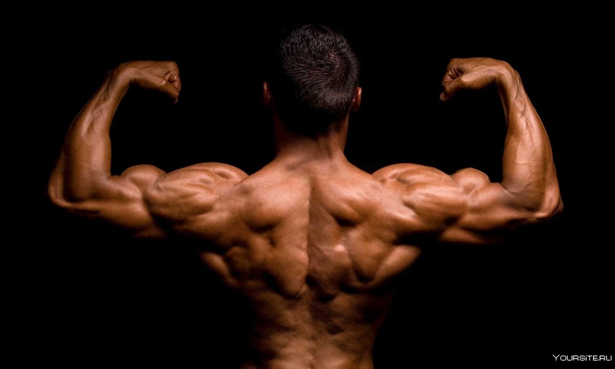 Атлас анатомии человека мышцы спины