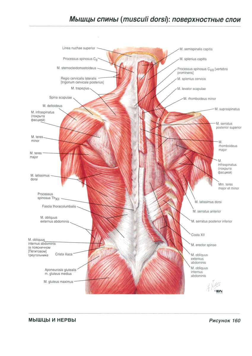 Мышцы физиология фото