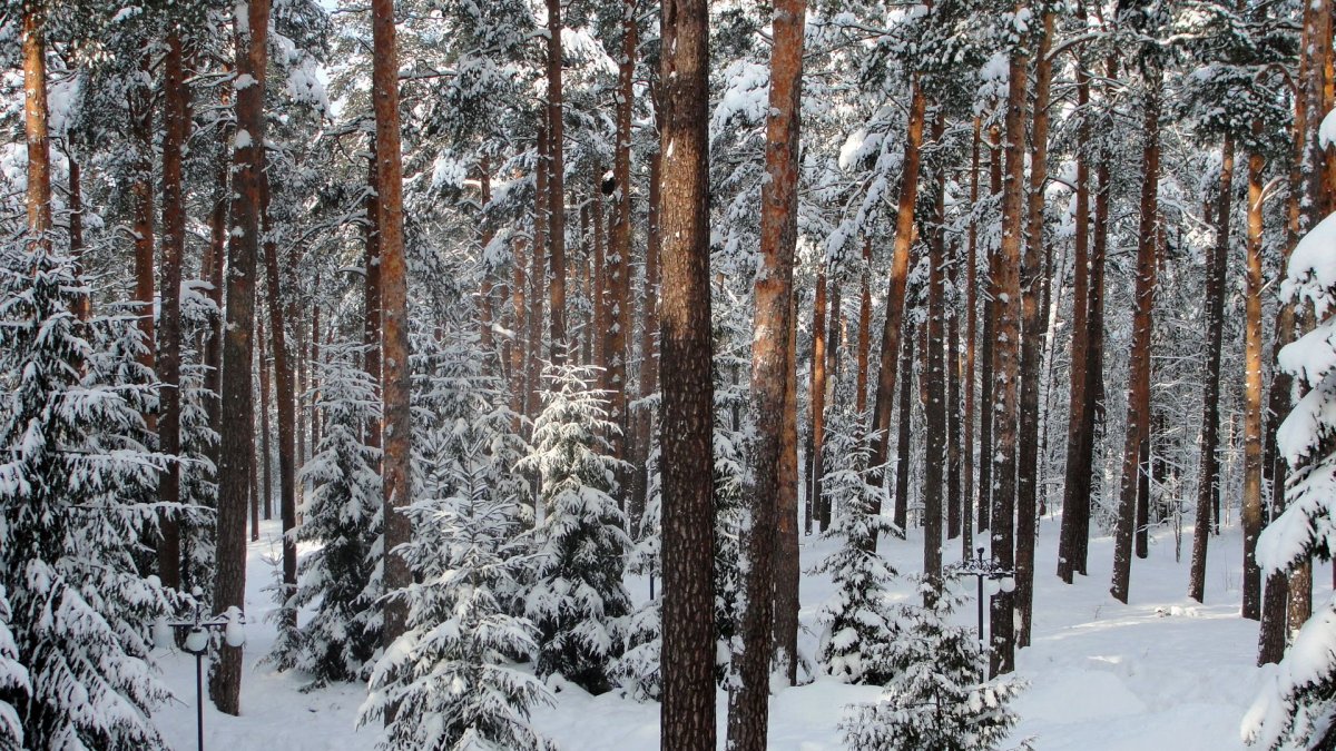 Сосновая Тайга Финляндии