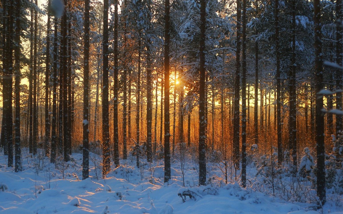 «Сосновый Бор» Кировская область зима
