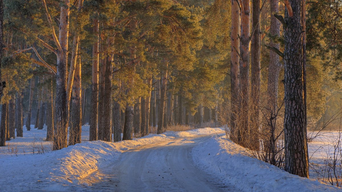 Пихтовый лес зимой