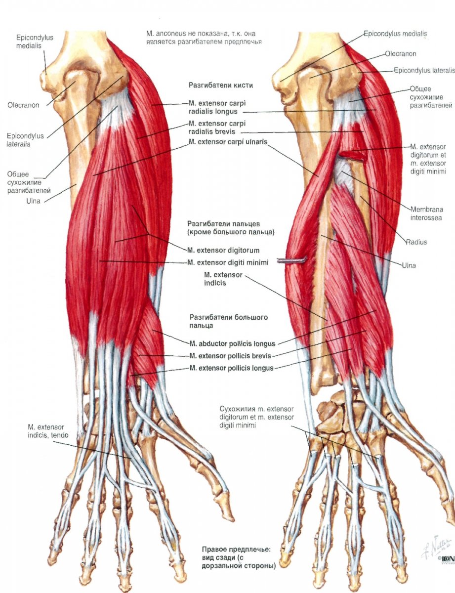 Передние мышцы предплечья анатомия