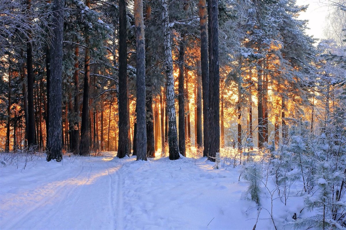 Сосновый лес зима солнце