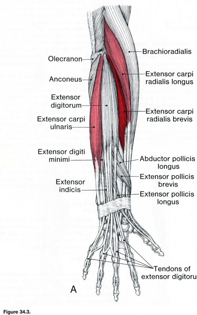 Мышцы предплечья анатомия человека