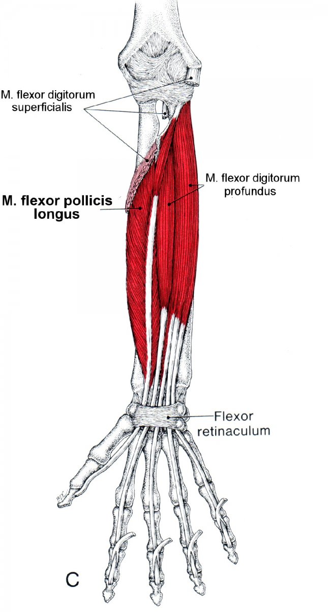 Biceps brachii brachialis