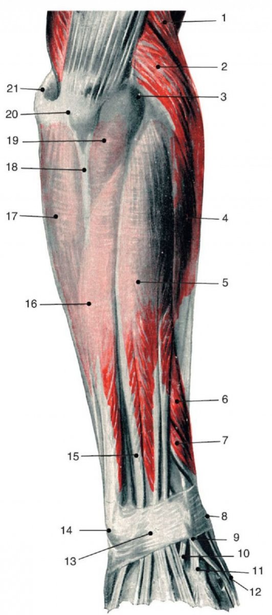 Мышцы предплечья анатомия задняя группа